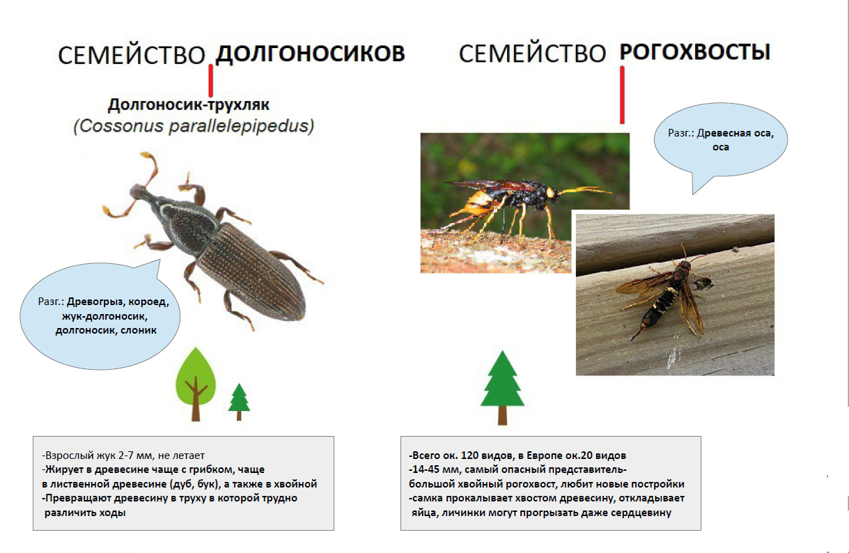 Жуки в срубе, досках, бревнах деревянного дома - СЭС 